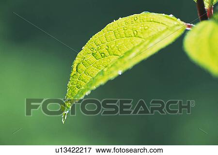 Tender Green with Trickle, Close Up View Large Photo Image Stock Photo - Tender Green with Trickle, Close Up. Fotosearch