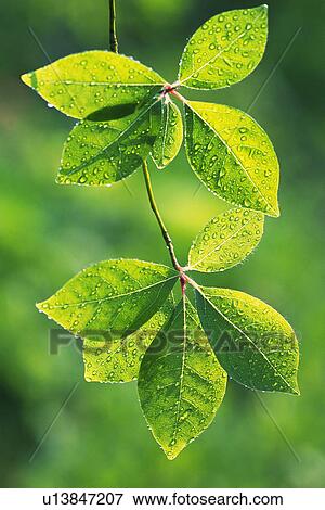 Stock Photo - Tender Green with Trickle, Close Up. Fotosearch