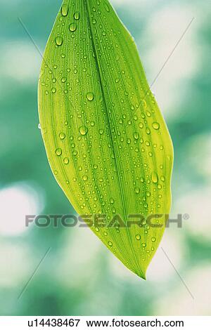 Tender Green with Trickle, Close Up View Large Photo Image Stock Photo - Tender Green with Trickle, Close Up. Fotosearch