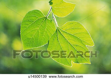 Tender Green with Trickle, Close Up View Large Photo Image Stock Photo - Tender Green with Trickle, Close Up. Fotosearch