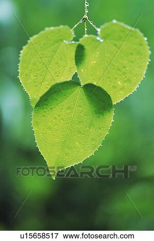 Tender Green with Trickle, Close Up View Large Photo Image Stock Photo - Tender Green with Trickle, Close Up. Fotosearch