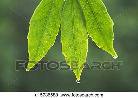 Tender Green with Trickle, Close Up View Large Photo Image Stock Photo - Tender Green with Trickle, Close Up. Fotosearch
