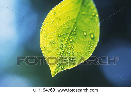 Stock Photo - Tender Green with Trickle, Close Up. Fotosearch