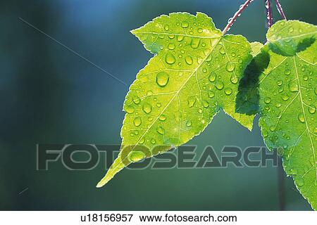 Stock Photo - Tender Green with Trickle, Close Up. Fotosearch