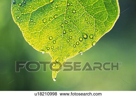 Tender Green with Trickle, Close Up View Large Photo Image Stock Photo - Tender Green with Trickle, Close Up. Fotosearch
