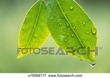 Tender Green with Trickle, Close Up View Large Photo Image Stock Photo - Tender Green with Trickle, Close Up. Fotosearch