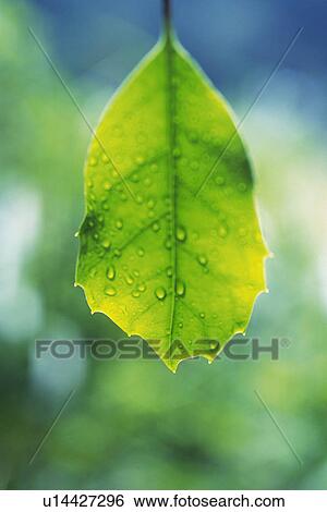 Tender Green with Trickle, Close Up View Large Photo Image Stock Photograph - Tender Green with Trickle, Close Up. Fotosearch