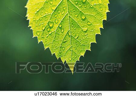 Stock Photograph - Tender Green with Trickle, Close Up. Fotosearch