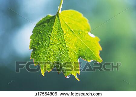 Stock Photograph - Tender Green with Trickle, Close Up. Fotosearch