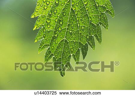 Stock Photography - Tender Green with Trickle, Close Up. Fotosearch