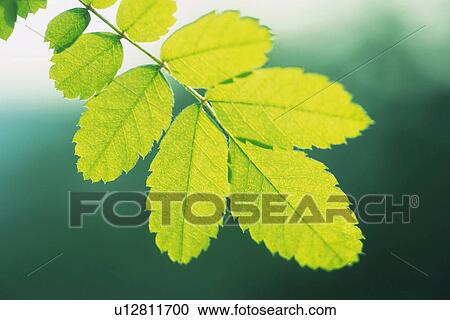 Stock Image - Twig and Tender Green, Close Up. Fotosearch