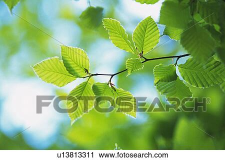 Stock Image - Twig and Tender Green, Low Angle View. Fotosearch