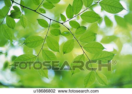 Stock Image - Twig and Tender Green, Low Angle View. Fotosearch
