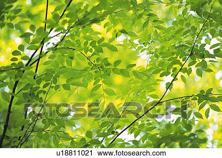 Stock Image - Twig and Tender Green, Low Angle View. Fotosearch