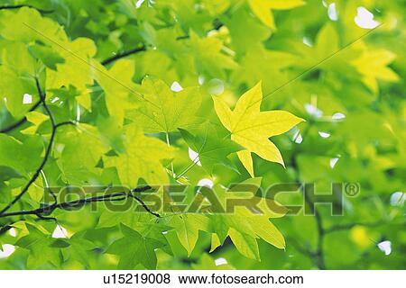Twig and Tender Green, Low Angle View View Large Photo Image Stock Photo - Twig and Tender Green, Low Angle View. Fotosearch