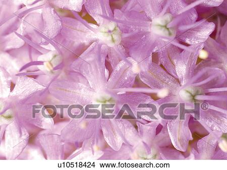 beautiful, beauty, blooming View Large Photo Image Picture - beautiful, beauty, blooming. Fotosearch
