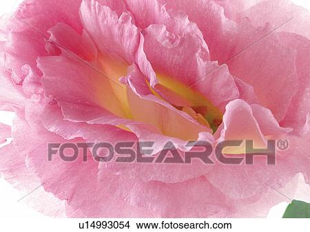 beautiful, beauty, blooming View Large Photo Image Picture - beautiful, beauty, blooming. Fotosearch