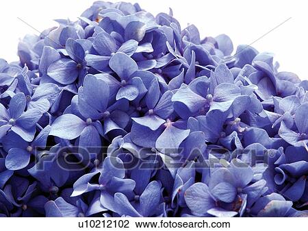 beautiful, beauty, blooming View Large Photo Image Stock Image - beautiful, beauty, blooming. Fotosearch