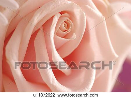Stock Image - beautiful, beauty, blooming. Fotosearch