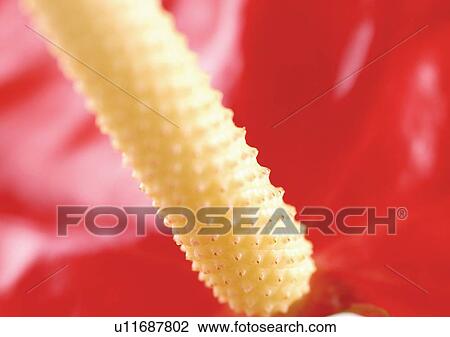 Stock Image - beautiful, beauty, blooming. Fotosearch