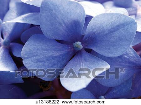 beautiful, beauty, blooming View Large Photo Image Stock Image - beautiful, beauty, blooming. Fotosearch