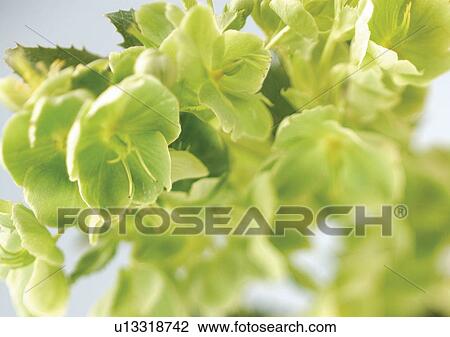 Stock Image - beautiful, beauty, blooming. Fotosearch