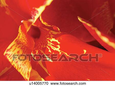 Stock Image - beautiful, beauty, blooming. Fotosearch