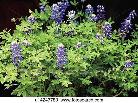 beautiful, beauty, blooming View Large Photo Image Stock Image - beautiful, beauty, blooming. Fotosearch
