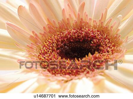 beautiful, beauty, blooming View Large Photo Image Stock Image - beautiful, beauty, blooming. Fotosearch