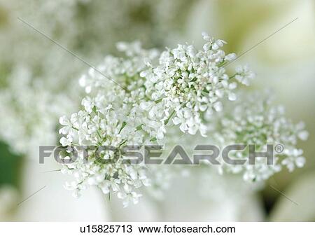 beautiful, beauty, blooming View Large Photo Image Stock Image - beautiful, beauty, blooming. Fotosearch
