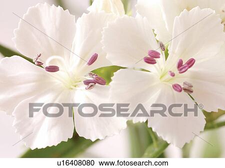 Stock Image - beautiful, beauty, blooming. Fotosearch