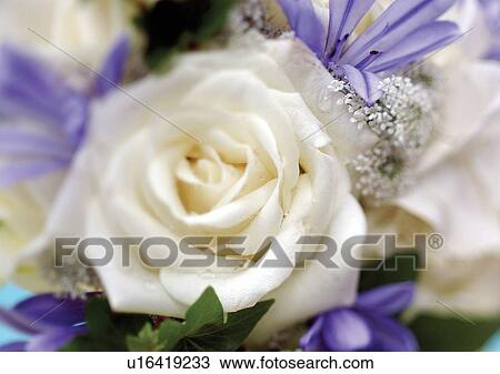 Stock Image - beautiful, beauty, blooming. Fotosearch