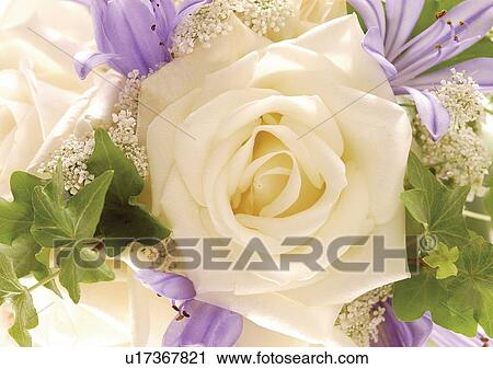 Stock Image - beautiful, beauty, blooming. Fotosearch