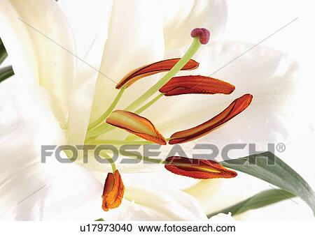 beautiful, beauty, blooming View Large Photo Image Stock Image - beautiful, beauty, blooming. Fotosearch