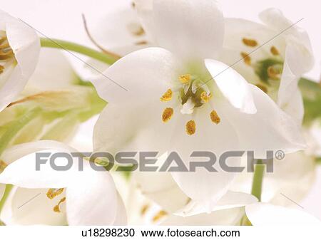 Stock Image - beautiful, beauty, blooming. Fotosearch