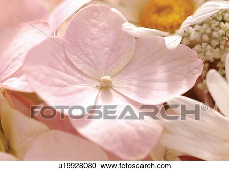 Stock Image - beautiful, beauty, blooming. Fotosearch