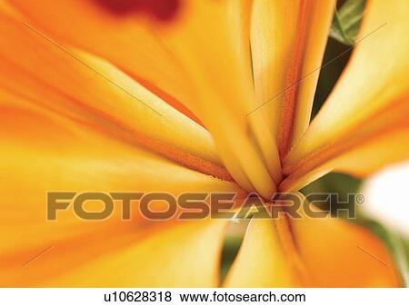 beautiful, beauty, blooming View Large Photo Image Stock Photo - beautiful, beauty, blooming. Fotosearch