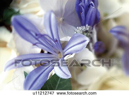 beautiful, beauty, blooming View Large Photo Image Stock Photo - beautiful, beauty, blooming. Fotosearch