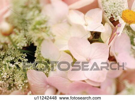 beautiful, beauty, blooming View Large Photo Image Stock Photo - beautiful, beauty, blooming. Fotosearch