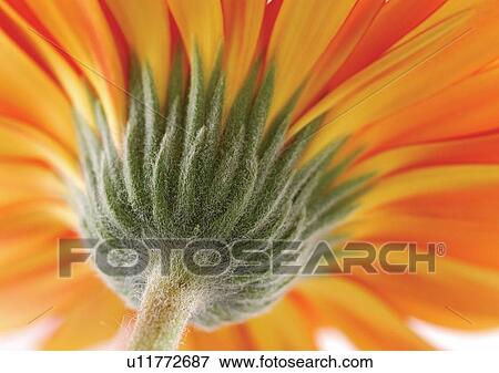 Stock Photo - beautiful, beauty, blooming. Fotosearch