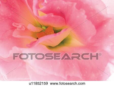 beautiful, beauty, blooming View Large Photo Image Stock Photo - beautiful, beauty, blooming. Fotosearch