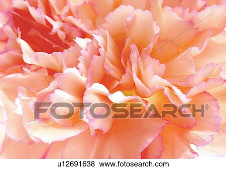beautiful, beauty, blooming View Large Photo Image Stock Photo - beautiful, beauty, blooming. Fotosearch