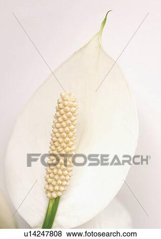 beautiful, beauty, blooming View Large Photo Image Stock Photo - beautiful, beauty, blooming. Fotosearch