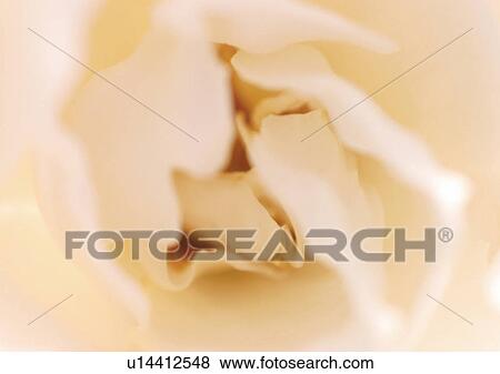 Stock Photo - beautiful, beauty, blooming. Fotosearch