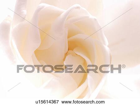 beautiful, beauty, blooming View Large Photo Image Stock Photo - beautiful, beauty, blooming. Fotosearch