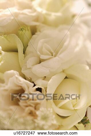Stock Photo - beautiful, beauty, blooming. Fotosearch
