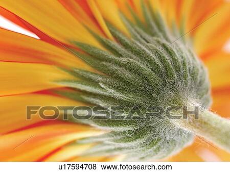 Stock Photo - beautiful, beauty, blooming. Fotosearch