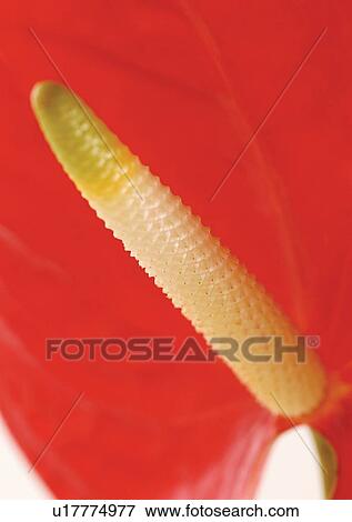 beautiful, beauty, blooming View Large Photo Image Stock Photo - beautiful, beauty, blooming. Fotosearch