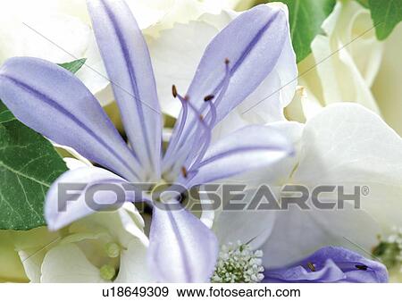 Stock Photo - beautiful, beauty, blooming. Fotosearch