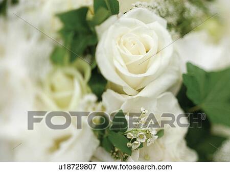 beautiful, beauty, blooming View Large Photo Image Stock Photo - beautiful, beauty, blooming. Fotosearch